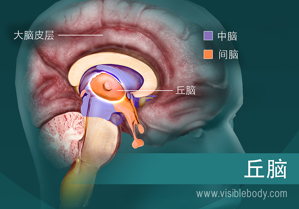 丘脑及其在脑中的位置